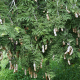 Tamarind Tree Live Plant in 4 Inch Pot, 6-10 Inches Tall for Outdoor Growing, Tropical Fruit Tamarind Plants