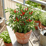 50 Bird Chili Seeds for Planting, Thai Hot Pepper Seeds, Vegetable Seeds for Garden and Container Growing