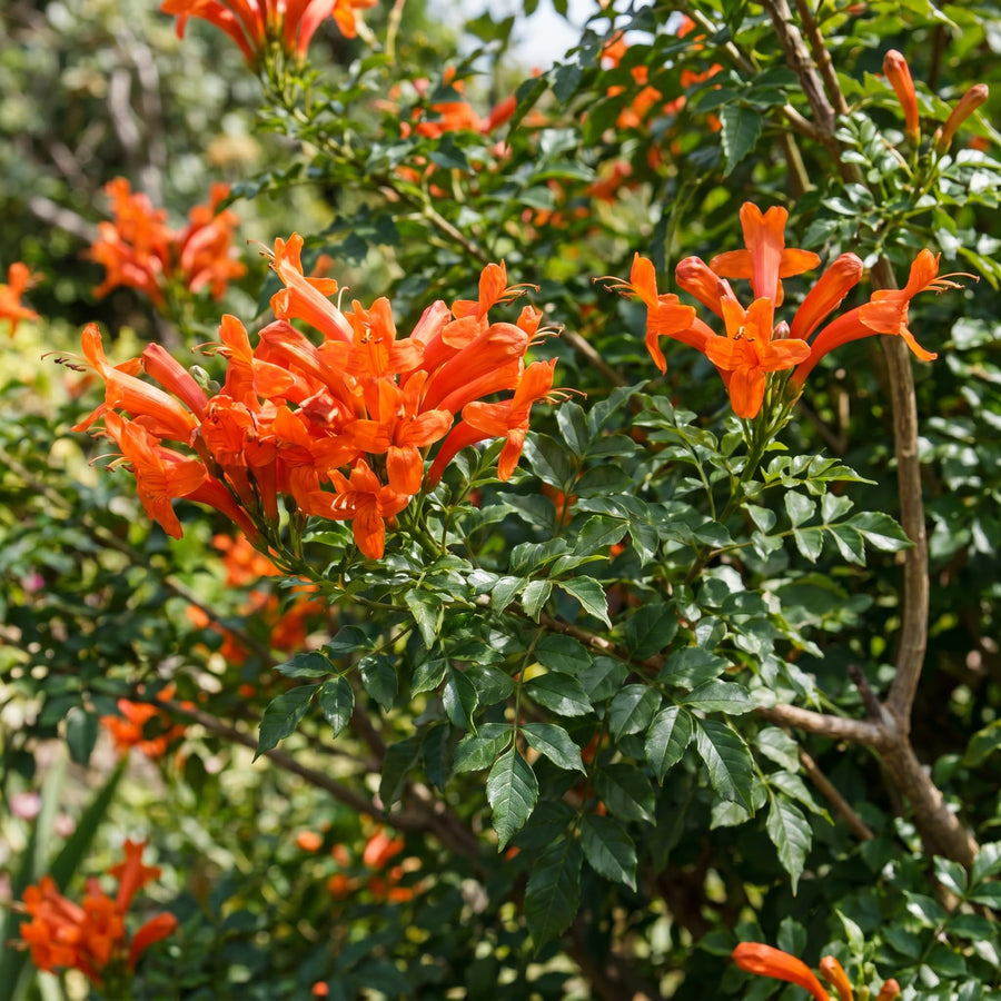 Orange Honeysuckle Plant Live 4'' Pot, Fragrant Perennial Honeysuckle Vine Live Plant, 6-8'' Tall Starter Plant for Planting