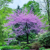 Eastern Redbud Tree Live Plant, 8–14 Inch Tall in Quart Pot, Flowering Redbud Tree for Outdoor Planting