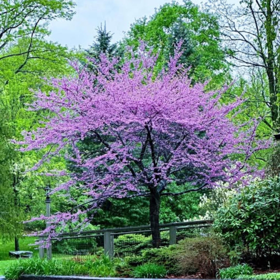 Eastern Redbud Tree Live Plant, 8–14 Inch Tall in Quart Pot, Flowering Redbud Tree for Outdoor Planting