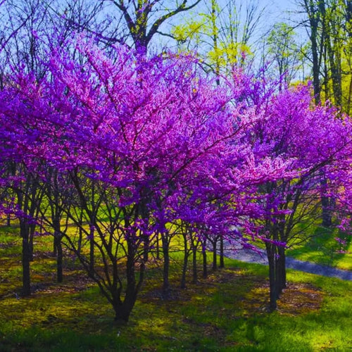 Eastern Redbud Tree Live Plant, 8–14 Inch Tall in Quart Pot, Flowering Redbud Tree for Outdoor Planting