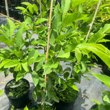 Sugar Apple Tree Live Plant 2-3 Feet Tall, in 1 Gallon Pot, Annona Squamosa Sugar Apple Fruit Tree