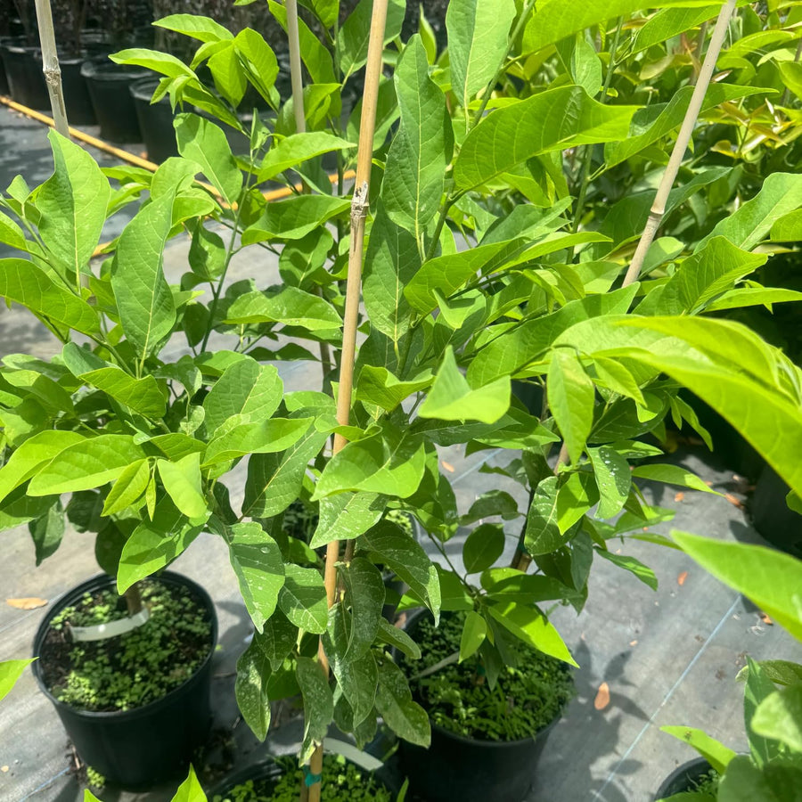 Sugar Apple Tree Live Plant 2-3 Feet Tall, in 1 Gallon Pot, Annona Squamosa Sugar Apple Fruit Tree