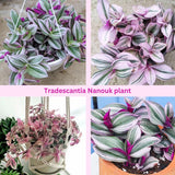2 Pink Wandering Jew Live Plant, Tradescantia Nanouk Plant Live, Succulent Plant Live, 2 Inc Potted