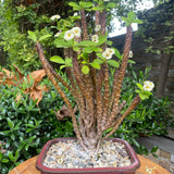 Crown of Thorns Plant, Euphorbia Milii Plant Live, Crown of Thorns Cactus Plant 4 to 7 Inches Height No Pot, Live Cactus Plant Indoor (White)