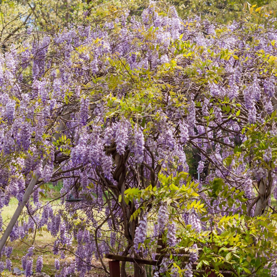 Live Purple Wisteria Live Plant, Climbing Wisteria, Flowering Vine, 6-12 Inch Tall 2.5 Inch Pot for Indoor or Outdoor Planting