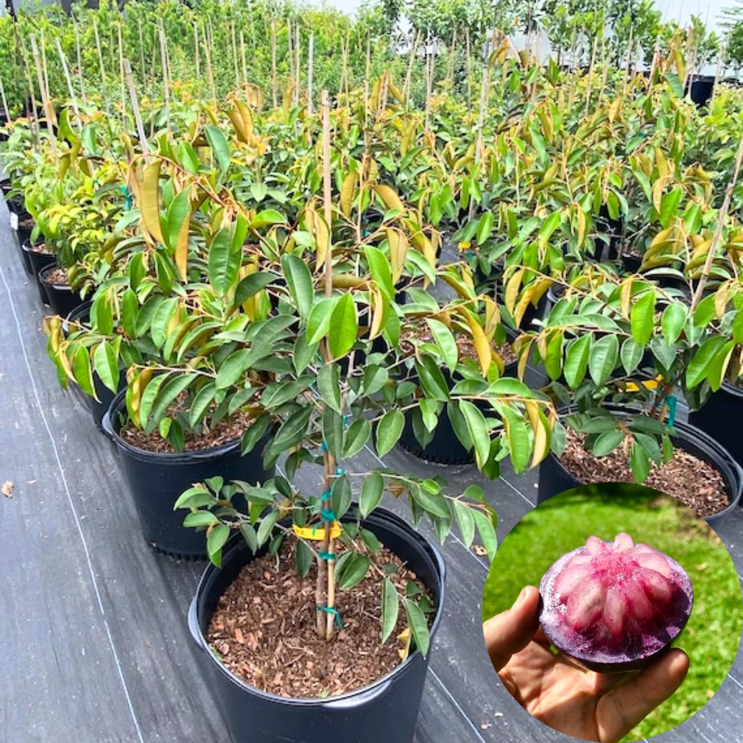 Star Apple Tree Live Plant, Purple Star Apple Plant Live, 1 Gallon Pot, 2-3 Feet Tropical Fruit Tree