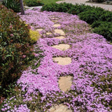 8000 Creeping Thyme Seeds for Planting - Low Growing Ground Cover Herb, Creeping Thyme Plant Seeds for Garden, Landscaping