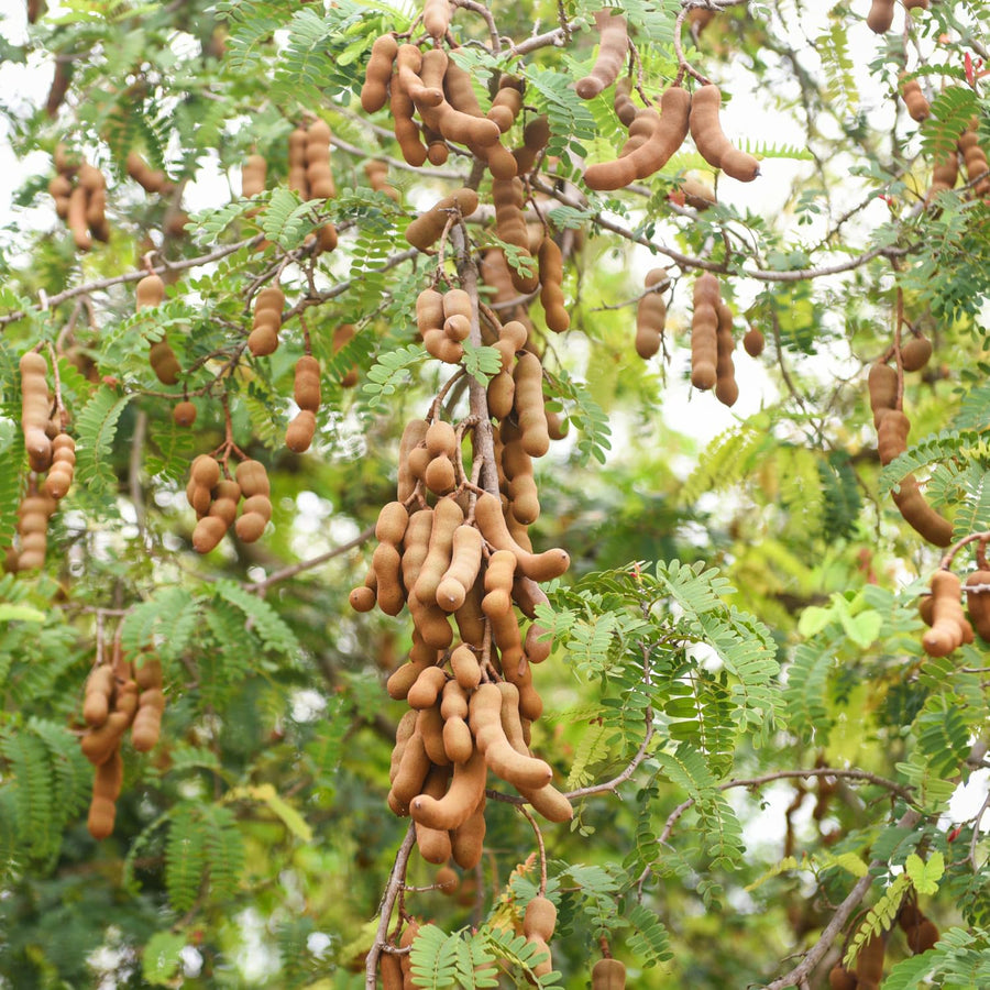 Tamarind Tree Live Plant in 4 Inch Pot, 6-10 Inches Tall for Outdoor Growing, Tropical Fruit Tamarind Plants