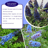 2 Butterfly Bush Shrubs Live Plants, Light Blue Butterfly Bush Plants Trees Flower Shrub for Planting Garden Indoor Outdoor