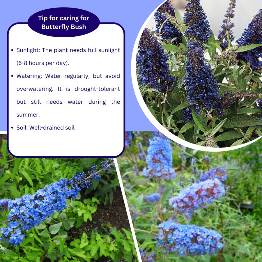 2 Butterfly Bush Shrubs Live Plants, Light Blue Butterfly Bush Plants Trees Flower Shrub for Planting Garden Indoor Outdoor
