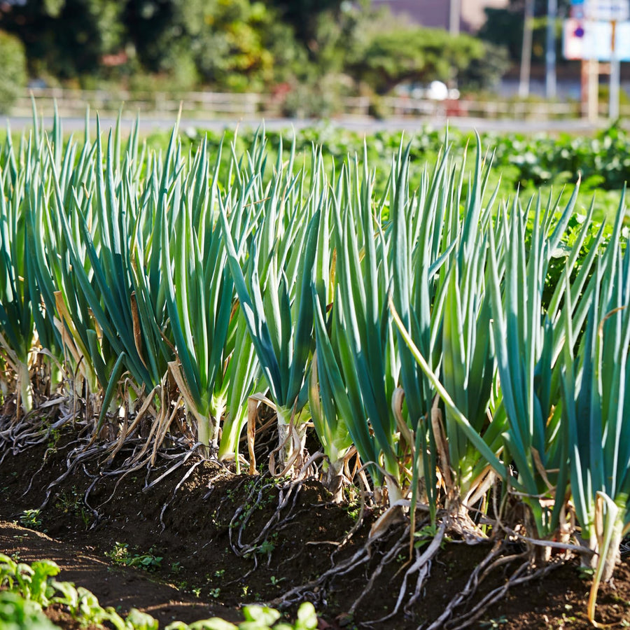 Set 5 Egyptian Walking Onion Plants, 2 Year Old Live Perennial Vegetable