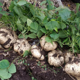 48 Jicama Seeds for Planting, Sweet Root Vegetable for Garden Growing