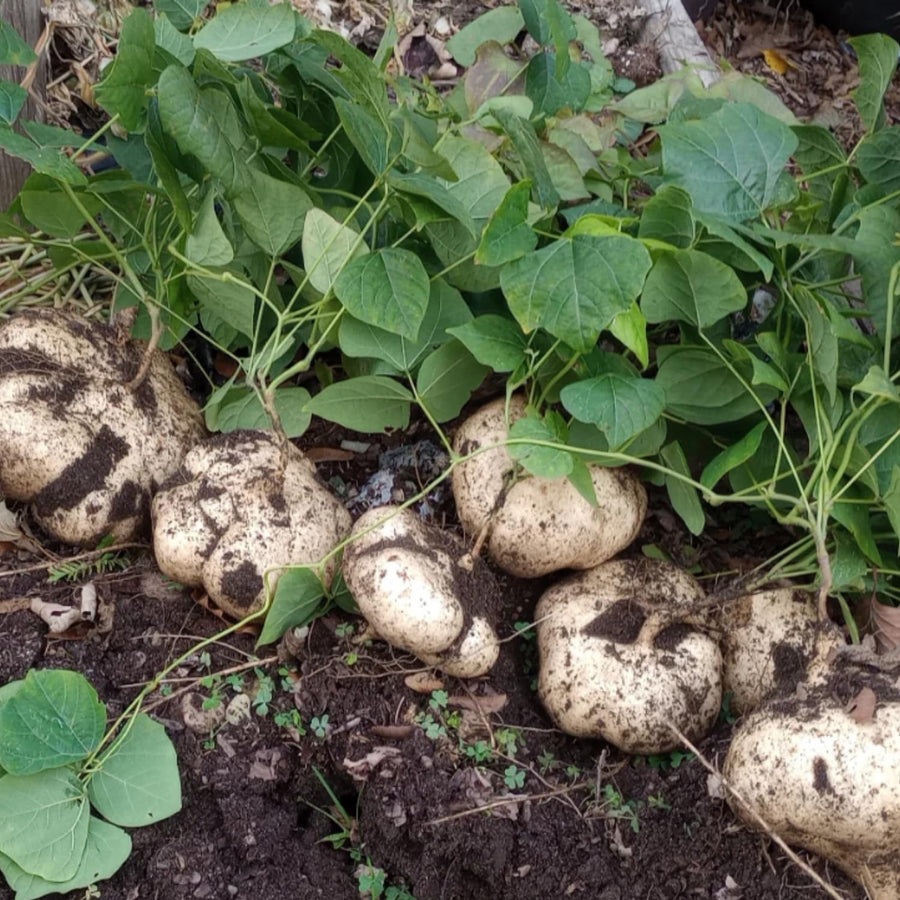 48 Jicama Seeds for Planting, Sweet Root Vegetable for Garden Growing