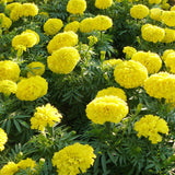 Yellow Marigold Plant 4" Pot, Live Marigold Flowering Garden Plants for Indoor Outdoor Growing, Hardy Outdoor Plants