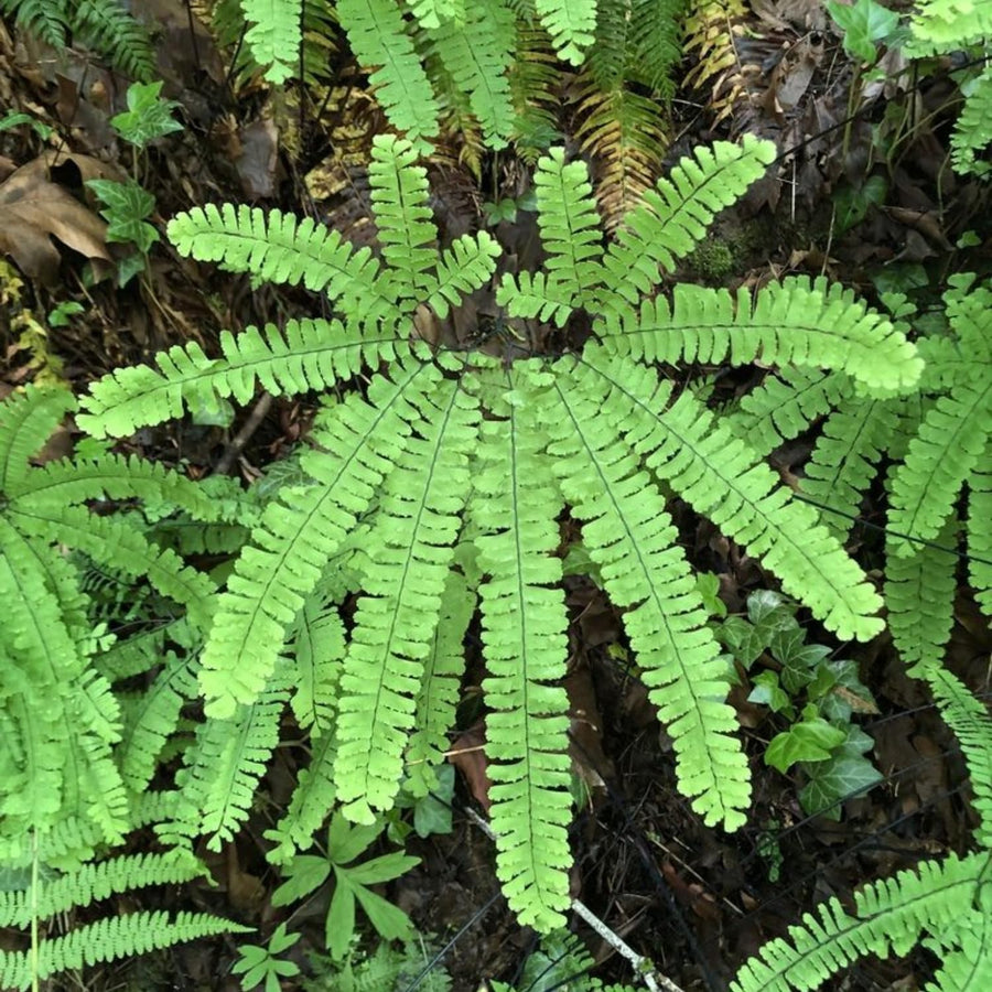 10 Maidenhair Fern Live Rhizomes, Shade Perennial Fern Plants for Outdoor Growing, Hardy, Fast Growing