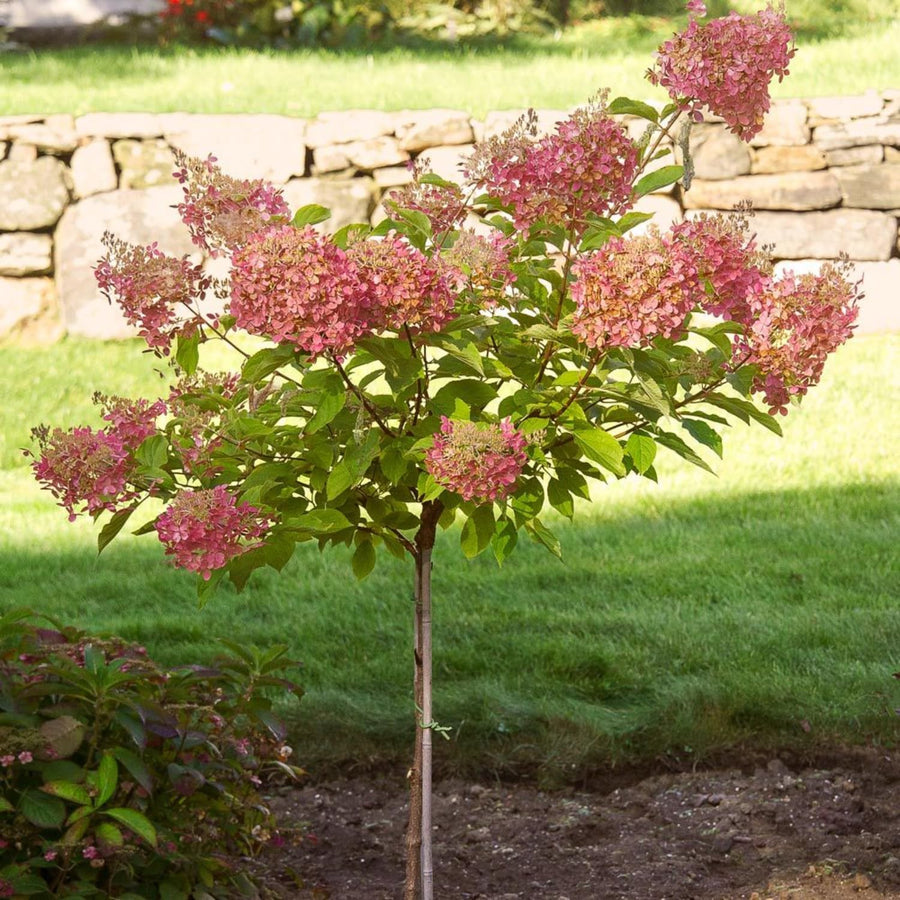 Pink White Hydrangea Live Plant, 2.5 Inch Pot, Color Changing Hydrangea Bush, Hardy Perennial Flowering Shrub, 6-12" Tall