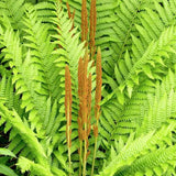 10 Cinnamon Fern Live Rhizomes, Shade Perennial Fern Plants for Outdoor Growing, Hardy, Fast Growing
