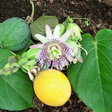 Yellow Passion Fruit Plant Live, 10-12 Inches Tall in 4 Inch Pot, Passiflora Tropical Vine for Outdoor Growing, Passionfruit Seedling