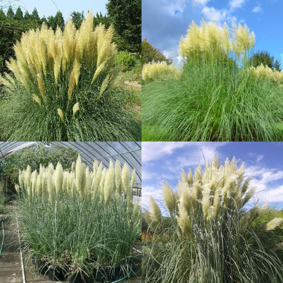 2 Plants of Pampas Grass Plant, White Pampas Grass Plants Live from 5 Inches in Height Ornamental Grass Plant Live