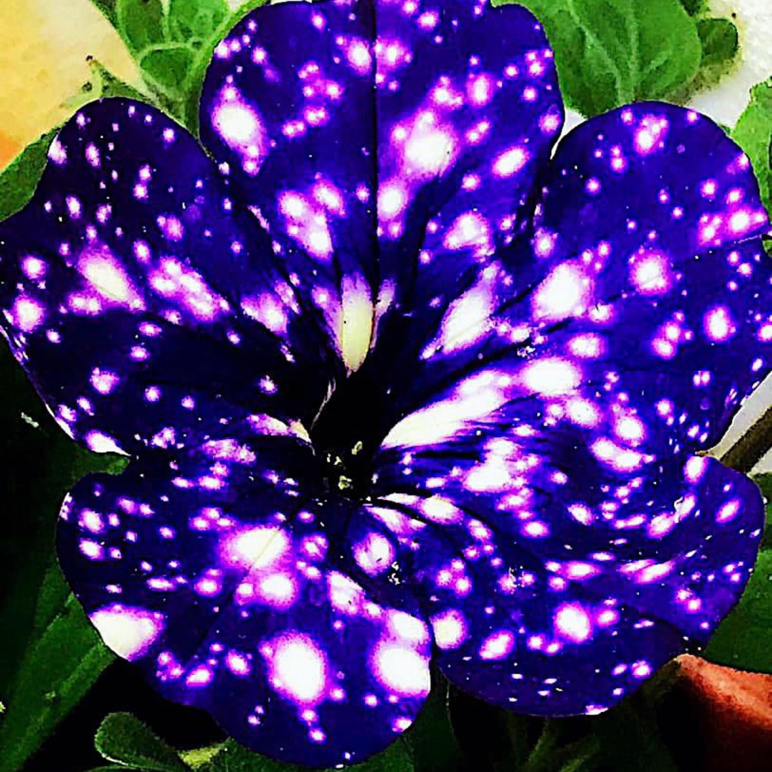 2 Night Petunia Plants Live, Vibrant Flowering Seedlings, 5-9 Inches Tall for Outdoor Spaces, Petunia Flowers