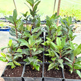 Bay Leaf Tree Live Plant, Sweet Bay Laurel Laurus Nobilis, 8-10 Inch Tall in 4” Pot, Culinary Herb Plant