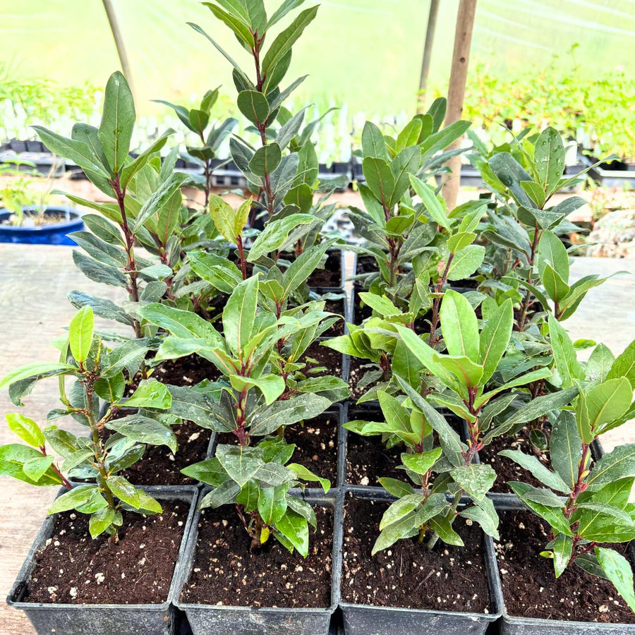 Bay Leaf Tree Live Plant, Sweet Bay Laurel Laurus Nobilis, 8-10 Inch Tall in 4” Pot, Culinary Herb Plant