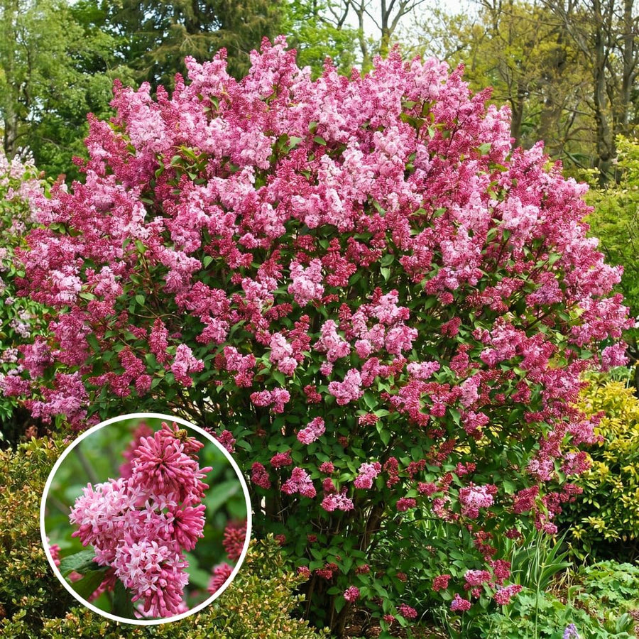 Pink Lilac Bush Live Tree Plant, 1 Year Old Tree for Planting, 6 to 12 Inches in Tall, Hardy Shrub, Dormant in Winter