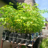 Malunggay Moringa Tree Live Plant, Moringa Oleifera 6–8 Inches Tall in 4 Inch Pot, Drumstick Horseradish Tree for Outdoor Planting