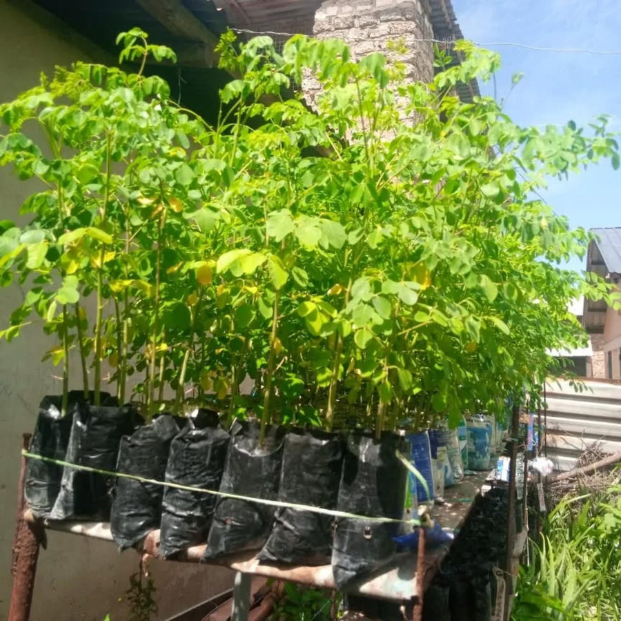 Malunggay Moringa Tree Live Plant, Moringa Oleifera 6–8 Inches Tall in 4 Inch Pot, Drumstick Horseradish Tree for Outdoor Planting