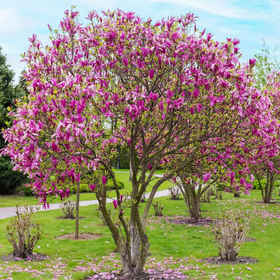 Jane Magnolia Tree Live Plant in 2.5 Inches Pot, Dormant in Winter, 6-12 Inches in Tall, Ornamental Spring Flowering Tree, Outdoor