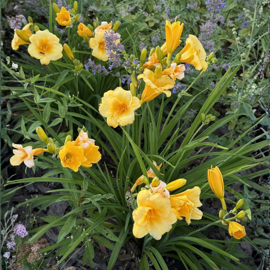 Yellow Daylily Roots, Live Reblooming Daylily Bare Root, Hardy Perennial Flower - 5 Roots for Planting Outdoor Garden Landscape
