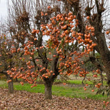 Sweet American Persimmon Trees Live Plants, 6"-14" Tall Persimmon Fruit Tree, Established Roots