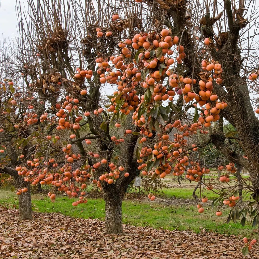 Sweet American Persimmon Trees Live Plants, 6"-14" Tall Persimmon Fruit Tree, Established Roots
