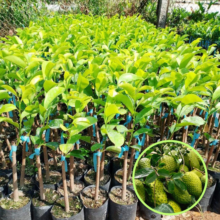Soursop Tree Live Plant 6-10 Inch Tall, Half Gallon Pot, Annona Muricata Soursop Plant Live, Tropical Soursop Fruit Tree, Well-Rooted
