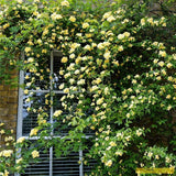 03 Yellow Rose Bush Climbing Live Plant, 5-10 Inches in Tall Fragrant Yellow Rose for Garden