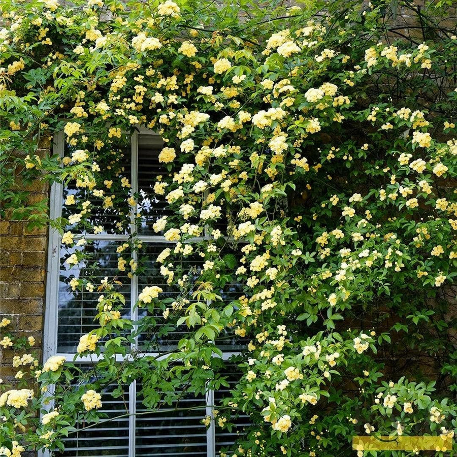 03 Yellow Rose Bush Climbing Live Plant, 5-10 Inches in Tall Fragrant Yellow Rose for Garden
