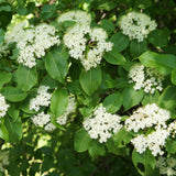 Live Viburnum Bush in 4 Inch Pot, Hardy Flowering Shrub for Outdoor Garden, Landscape or Hedge (Blackhaw)