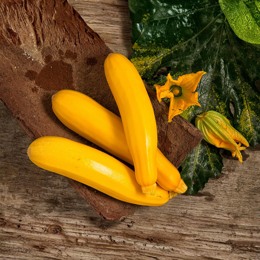 50 Yellow Zucchini Seeds for Planting, Summer Squash Vegetable Seeds, Garden Seeds for Outdoor Growing