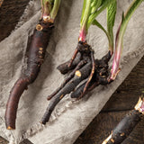 Set of 15 Bocking 14 Comfrey Live Root Cuttings, Comfrey Starter Roots, Hardy Perennial Herb for Home Gardens and Outdoor Planting