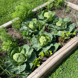 Set 500 Cabbage Seeds for Planting, Cabbage Seed, Cold Hardy, Green Vegetable for Outdoor Garden