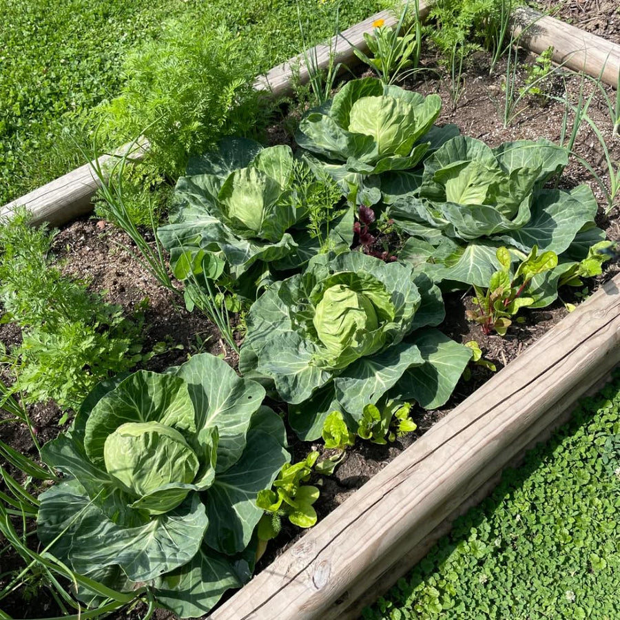 Set 500 Cabbage Seeds for Planting, Cabbage Seed, Cold Hardy, Green Vegetable for Outdoor Garden