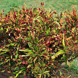 Curly Croton Live Plant in 4 Inch Pot - 5 to 8 Inch Tall Colorful Tropical Houseplant, Perennial Croton Plants - Indoor Decorative Foliage Plant