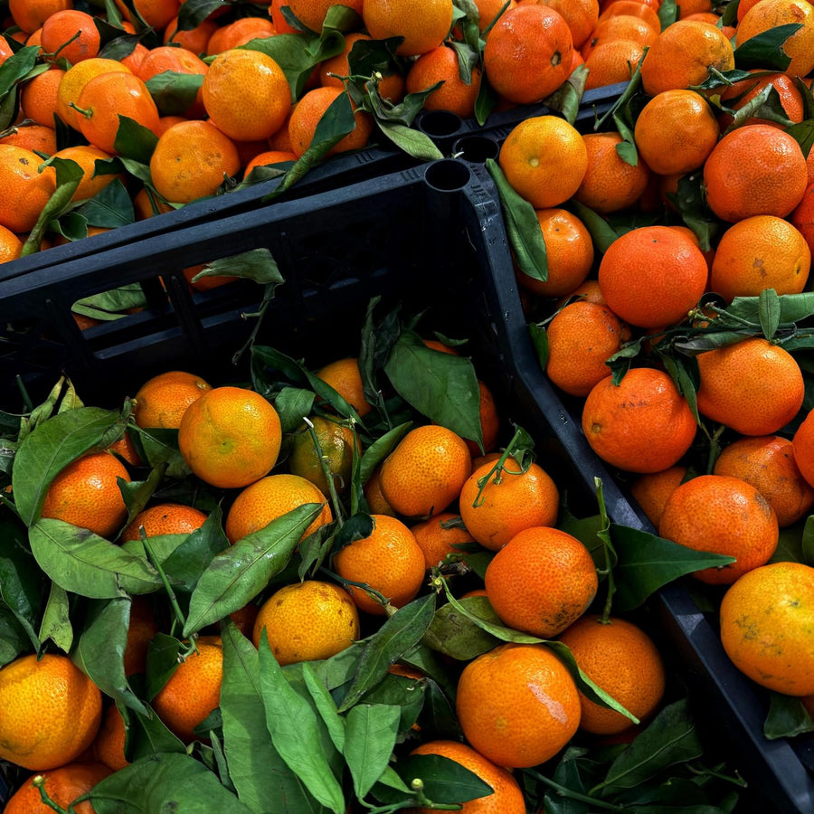 Mandarin Tangerine Tree Live Plant, Grafted 2 Years Old, 3 Feet Tall, Citrus Orange Clementines Satsumas Like, Ready to Plant Outdoor Zones 9-11