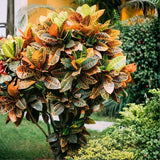 Croton Live Plant in 4 Inch Pot - 5 to 8 Inch Tall Colorful Tropical Houseplant, Perennial Croton Plants - Indoor Decorative Foliage Plant