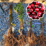 2 Black Cherry Trees Live Plants, 12-18 Inch Tall, Wild Black Cherry Plant Live, Sweet Cherry Fruit Tree, Bareroots Dormant