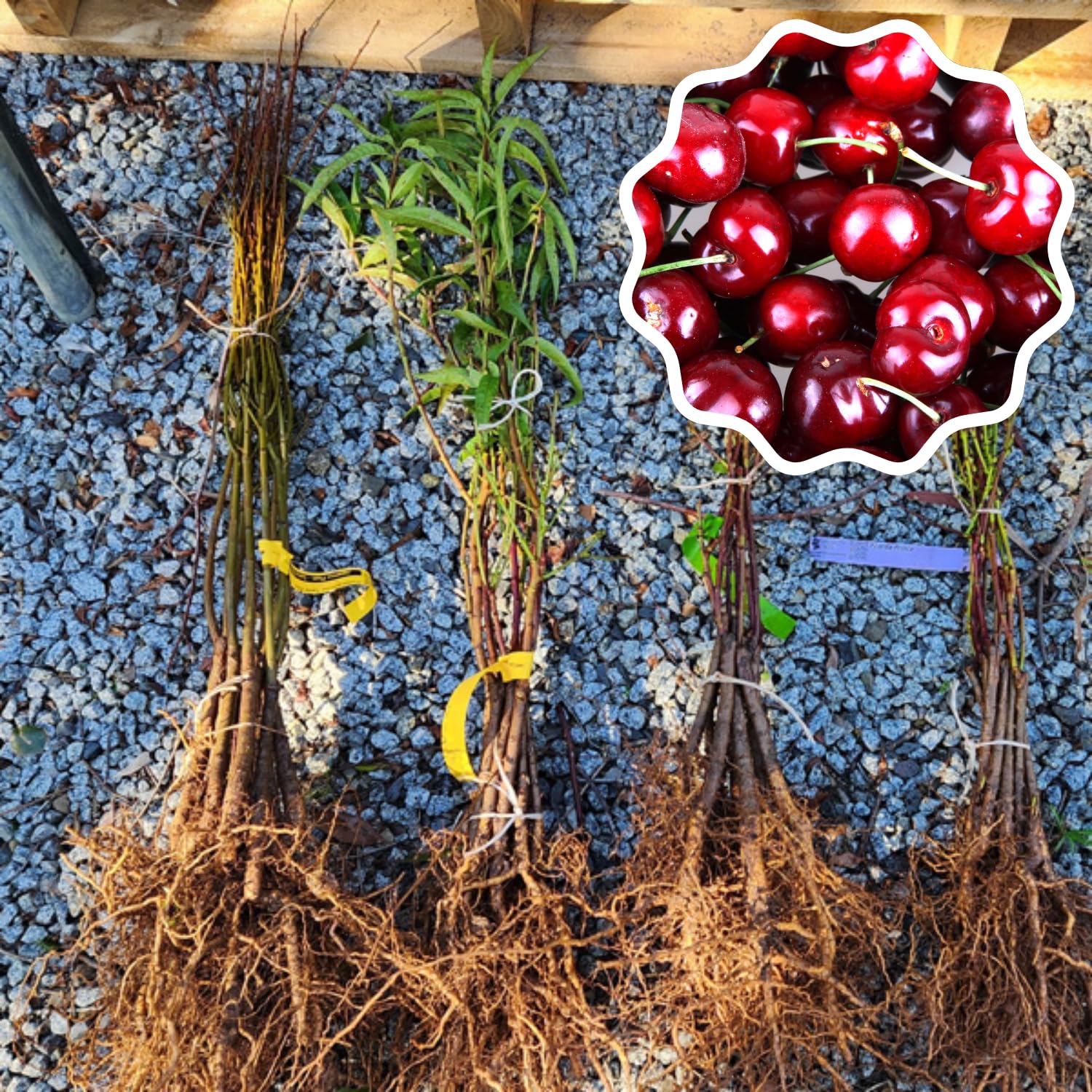 Set 2 Black Cherry Trees Live Plants, Sweet Cherry Plant Live Fruit Tree, 1-2 Feet Tall, Cherry Tree Plant for Planting, Bareroots