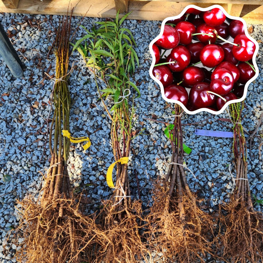 2 Sweet Cherry Trees Live Plant for Planting, Wild Black Cherry Plants Live Fruit Tree, 12-18 Inch Tall, Black Cherry Tree Plant Bareroots Dormant