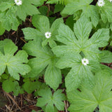 Set of 5 Goldenseal Roots Live Plants, Bare Root Golden Seal for Outdoor Growing